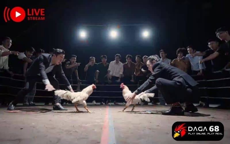 Đường truyền xem trực tiếp đá gà mượt mà không giật lag Đường truyền xem trực tiếp đá gà mượt mà không giật lag