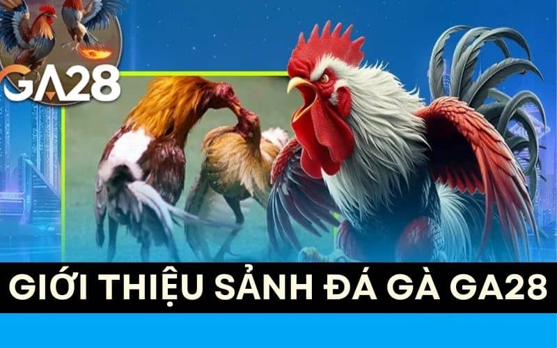 Sảnh đá gà GA28 cung cấp các hình thức đặt cược đá gà Sảnh đá gà GA28 cung cấp các hình thức đặt cược đá gà